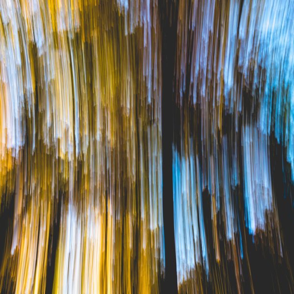 Foret-abstrait-2